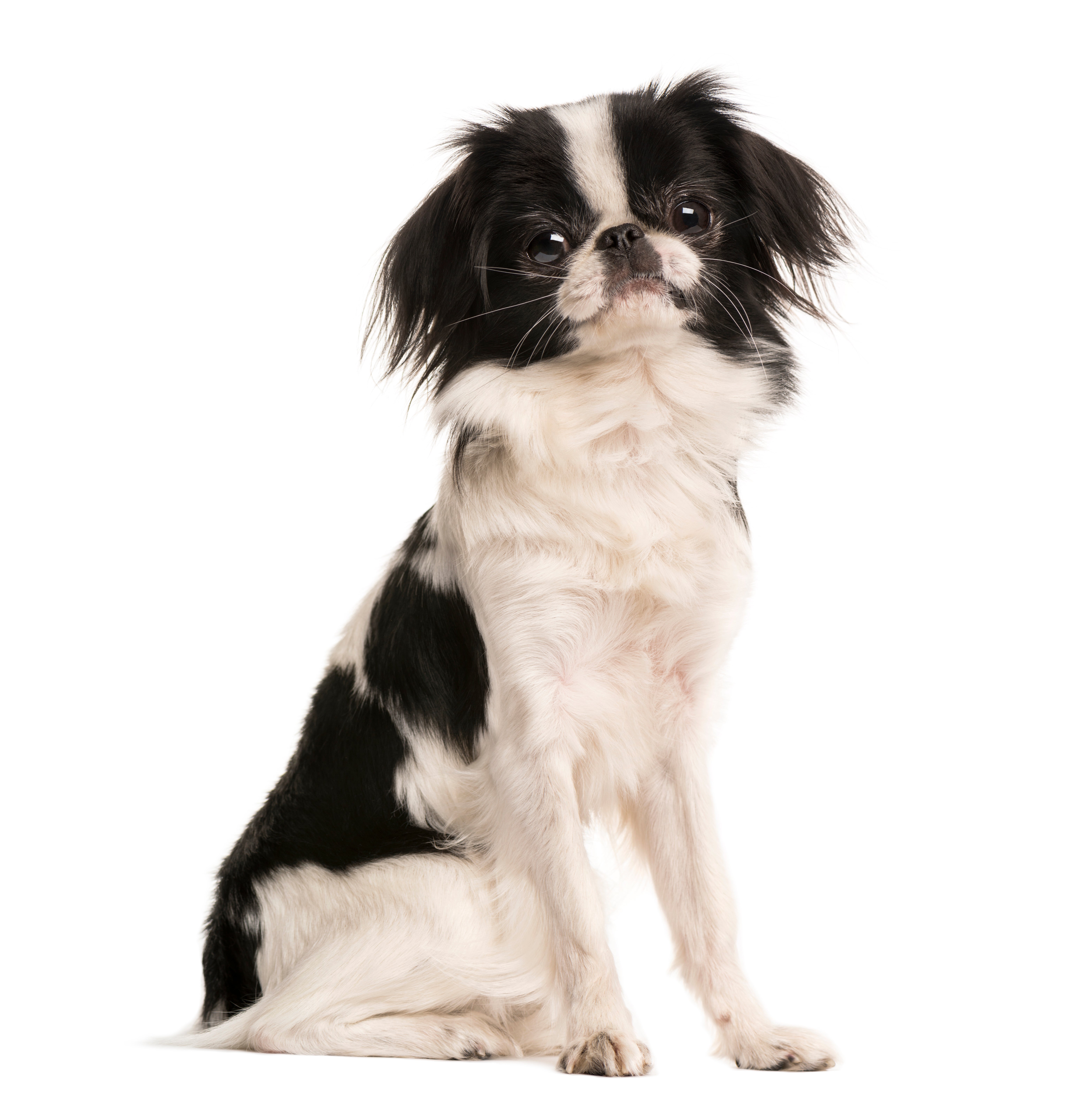 10 Japanese Dog Breeds: From Akitas to Shiba Inus | Petfinder